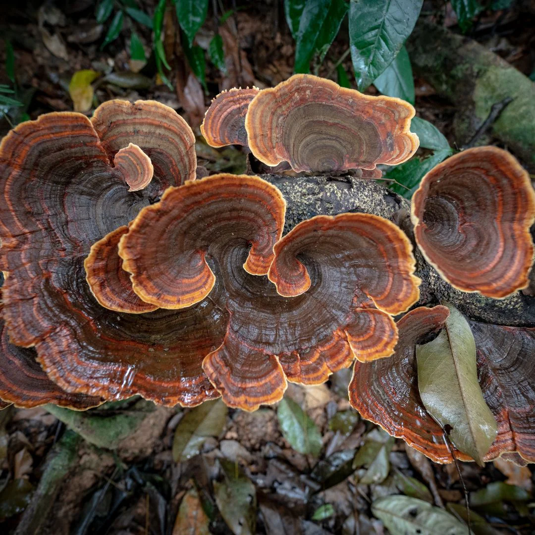 Hongos Medicinales: Los Nuevos Superalimentos