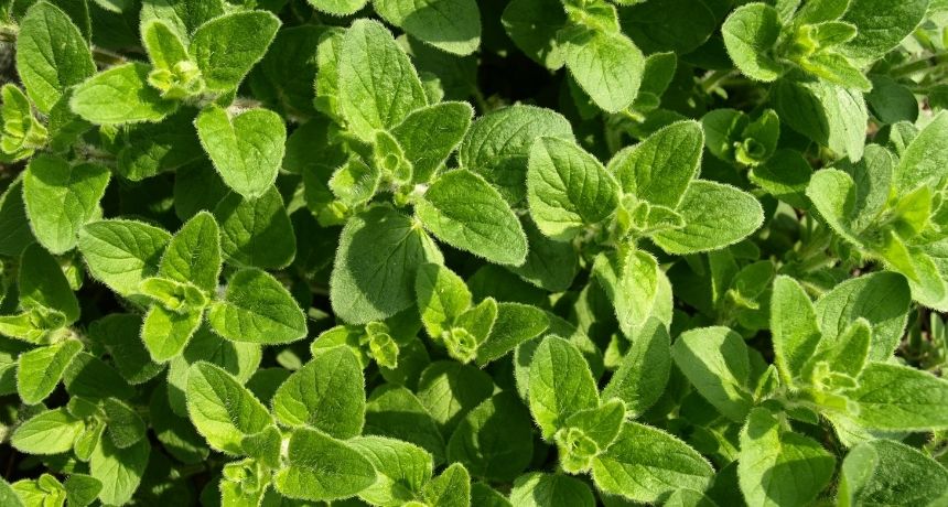 Plantas Medicinales para el Sistema Inmune